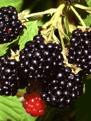 blackberries