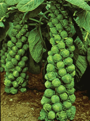 brusselsprouts