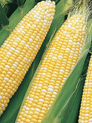 sweetcorn